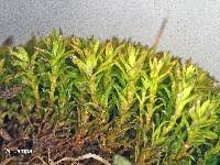 Attēlu rezultāti vaicājumam “Barbula unguiculata macro”