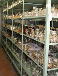 Attēlu rezultāti vaicājumam “Aranei”