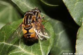 Attēlu rezultāti vaicājumam “Helophilus sp.”