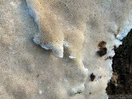 Attēlu rezultāti vaicājumam “Postia sericeomollis”