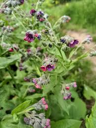 Attēlu rezultāti vaicājumam “Cynoglossum officinale”