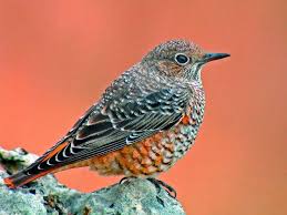 Image result for Monticola saxatilis