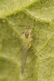 Attēlu rezultāti vaicājumam “Drepanosiphum platanoidis”