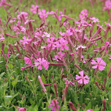 Image result for Silene schafta