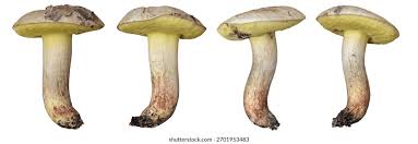 Attēlu rezultāti vaicājumam “Xerocomus subtomentosus”