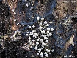 Attēlu rezultāti vaicājumam “Phleogena faginea young”