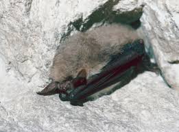 Attēlu rezultāti vaicājumam “Myotis nattereri”