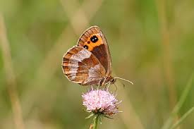 Attēlu rezultāti vaicājumam “Erebia aethiops underside”