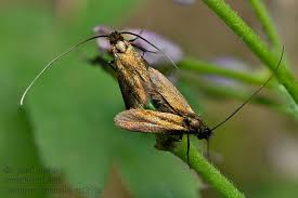 Attēlu rezultāti vaicājumam “Cauchas rufimitrella”