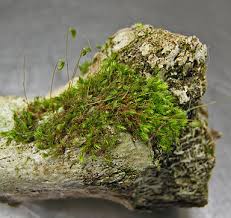 Attēlu rezultāti vaicājumam “Bryum”