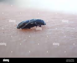 Attēlu rezultāti vaicājumam “Glischrochilus quadripunctatus imago”