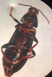 Attēlu rezultāti vaicājumam “Melandryidae”