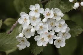 Attēlu rezultāti vaicājumam “Crataegus macracantha flower”