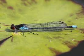 Attēlu rezultāti vaicājumam “Erythromma najas”