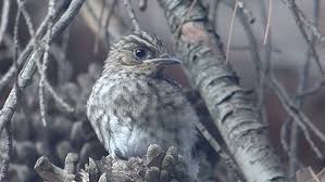 Attēlu rezultāti vaicājumam “Muscicapa striata juvenile”