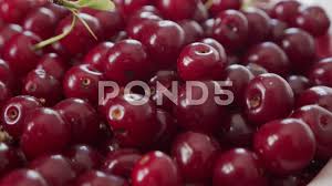 Attēlu rezultāti vaicājumam “Cerasus fruit”