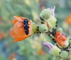 Attēlu rezultāti vaicājumam “Coccinellidae”