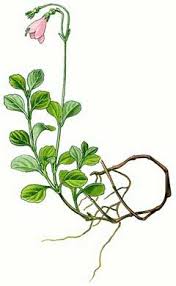 Attēlu rezultāti vaicājumam “Linnaea borealis flower”