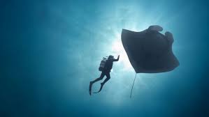 Image result for Lutterworth Sub-Aqua Club