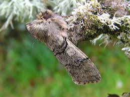 Attēlu rezultāti vaicājumam “Achlya flavicornis”