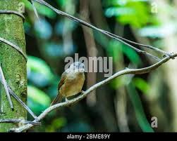 Image result for Luscinia cyane