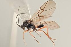 Attēlu rezultāti vaicājumam “Diplolepis eglanteriae”