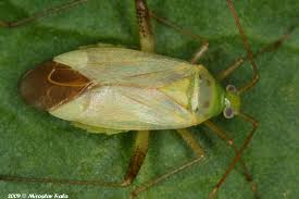 Attēlu rezultāti vaicājumam “Adelphocoris quadripunctatus”