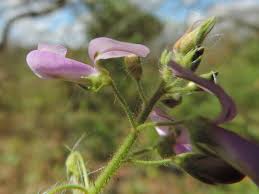 Attēlu rezultāti vaicājumam “Diderma umbilicatum plasmodium”