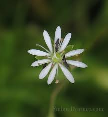 Attēlu rezultāti vaicājumam “Stellaria palustris”