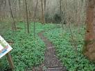 Wild Garlic &amp; Dogs Mercury. Geodwig Tan y Cut - The woods beneath the canal, - via Daymix