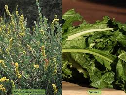 Attēlu rezultāti vaicājumam “Chenopodiaceae”