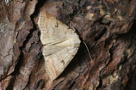 Attēlu rezultāti vaicājumam “Lygephila viciae”