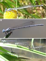 Attēlu rezultāti vaicājumam “Lestes dryas female”