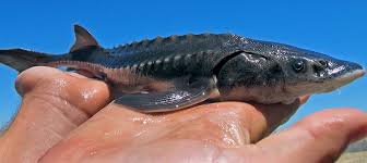 Image result for Acipenser transmontanus
