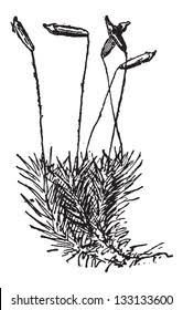 Attēlu rezultāti vaicājumam “Polytrichum commune sporophyte”