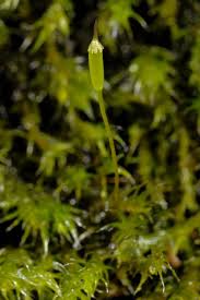 Attēlu rezultāti vaicājumam “Racomitrium heterostichum”