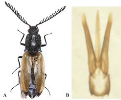 Attēlu rezultāti vaicājumam “Anostirus castaneus”