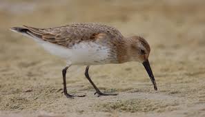 Attēlu rezultāti vaicājumam “Calidris ferruginea”