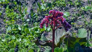 Attēlu rezultāti vaicājumam “Bergenia crassifolia”