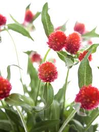 Image result for Kugelamarant