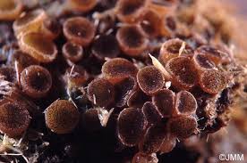 Attēlu rezultāti vaicājumam “Ascobolus furfuraceus”