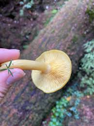 Attēlu rezultāti vaicājumam “Tricholomopsis decora”