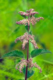 Attēlu rezultāti vaicājumam “Urtica dioica”