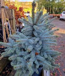 Attēlu rezultāti vaicājumam “Picea pungens”