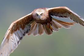 Attēlu rezultāti vaicājumam “Circus aeruginosus”