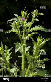 Attēlu rezultāti vaicājumam “Carduus crispus leaf”