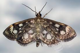 Attēlu rezultāti vaicājumam “Anania coronata”