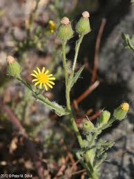 Attēlu rezultāti vaicājumam “Senecio viscosus flower”