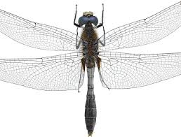 Attēlu rezultāti vaicājumam “Leucorrhinia pectoralis”