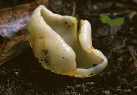 Attēlu rezultāti vaicājumam “Peziza vesiculosa”